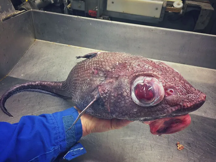 Russian Fisherman Posts Terrifying Creatures Of The Deep Sea On Twitter, And People Want Him To Stop