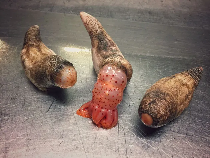 Russian Fisherman Posts Terrifying Creatures Of The Deep Sea On Twitter, And People Want Him To Stop