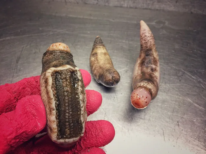 Russian Fisherman Posts Terrifying Creatures Of The Deep Sea On Twitter, And People Want Him To Stop
