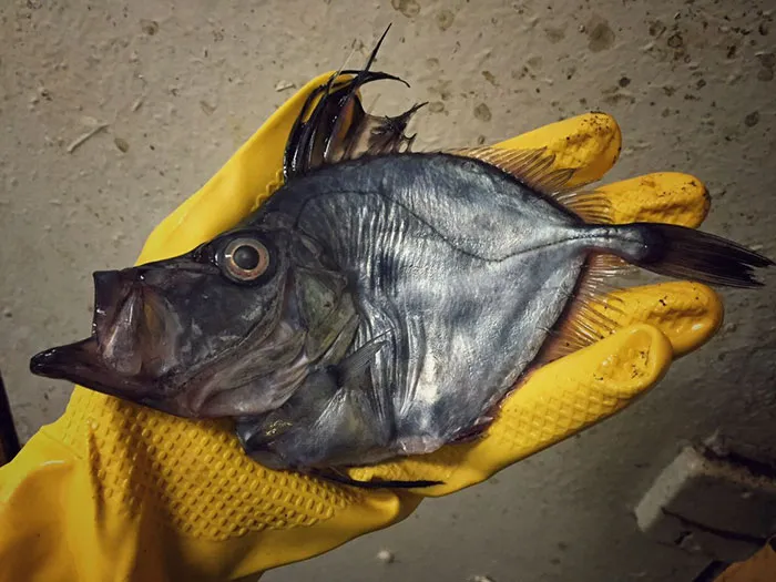 Russian Fisherman Posts Terrifying Creatures Of The Deep Sea On Twitter, And People Want Him To Stop