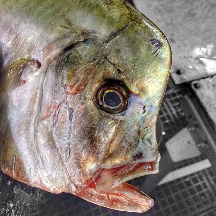 Russian Fisherman Posts Terrifying Creatures Of The Deep Sea On Twitter, And People Want Him To Stop