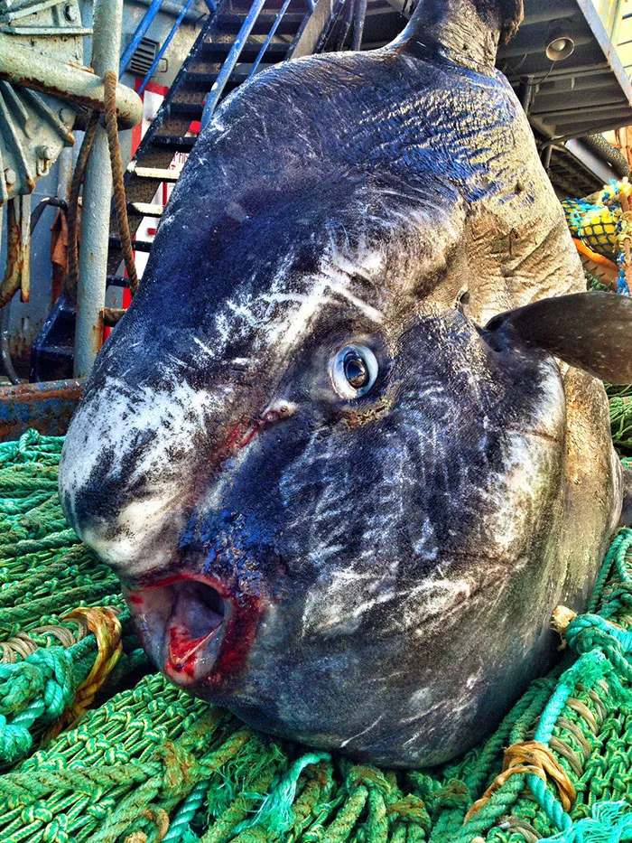Russian Fisherman Posts Terrifying Creatures Of The Deep Sea On Twitter, And People Want Him To Stop