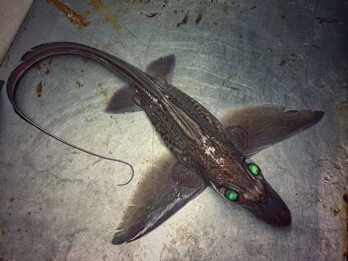 Russian Fisherman Posts Terrifying Creatures Of The Deep Sea On Twitter, And People Want Him To Stop
