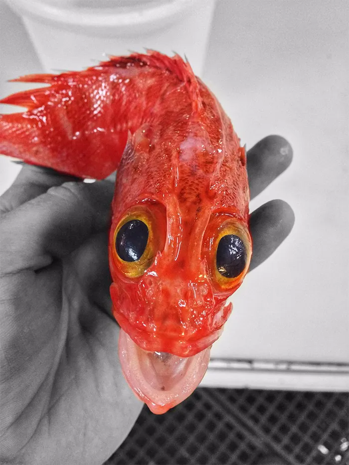 Russian Fisherman Posts Terrifying Creatures Of The Deep Sea On Twitter, And People Want Him To Stop