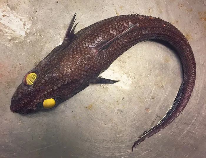 Russian Fisherman Posts Terrifying Creatures Of The Deep Sea On Twitter, And People Want Him To Stop