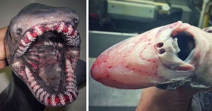 Russian Fisherman Posts Terrifying Creatures Of The Deep Sea On Twitter, And People Want Him To Stop