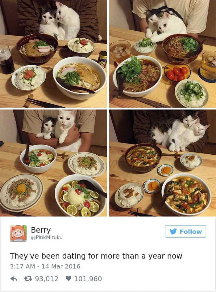 103 Of The Best Cat Tweets Of 2016