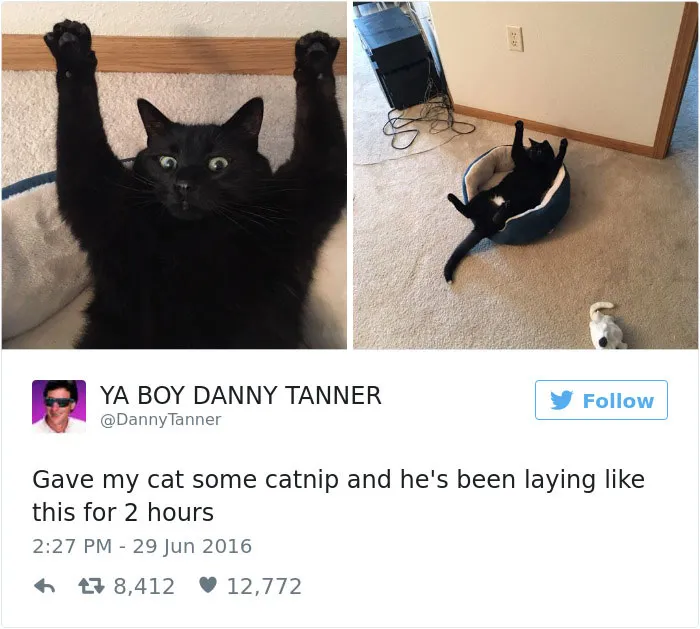 103 Of The Best Cat Tweets Of 2016