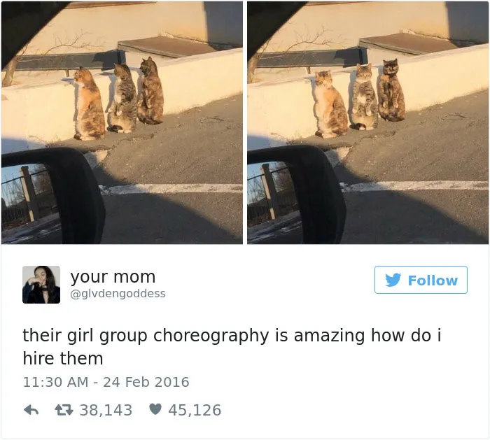 103 Of The Best Cat Tweets Of 2016