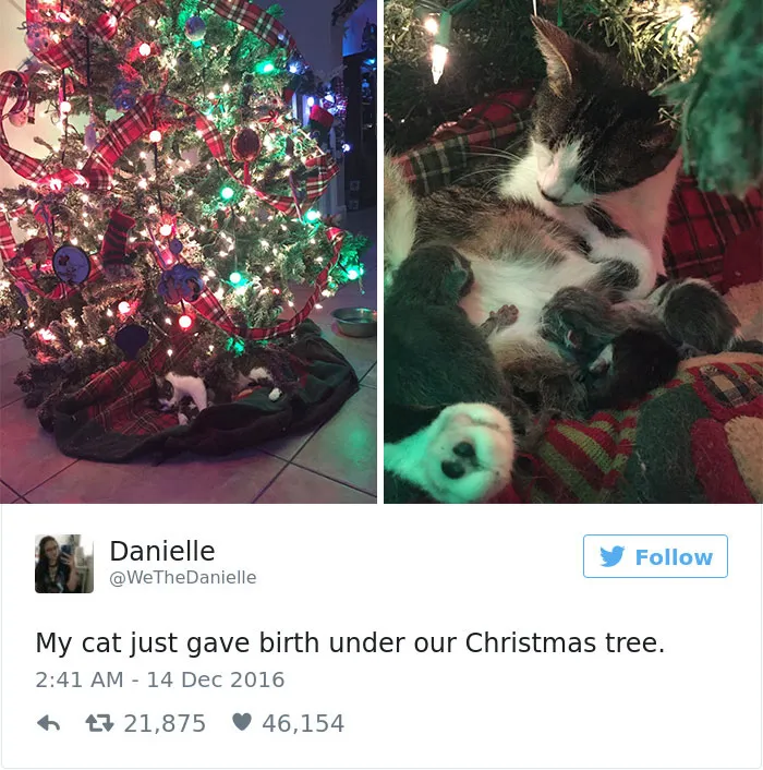 103 Of The Best Cat Tweets Of 2016