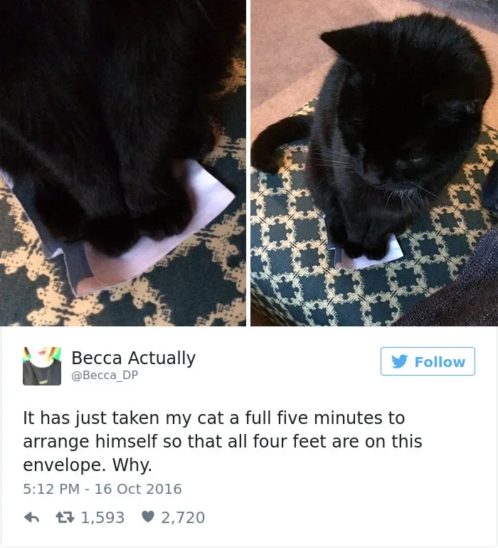 103 Of The Best Cat Tweets Of 2016