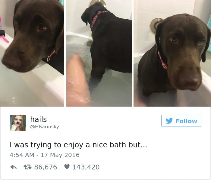 126 Of The Best Dog Tweets Of 2016
