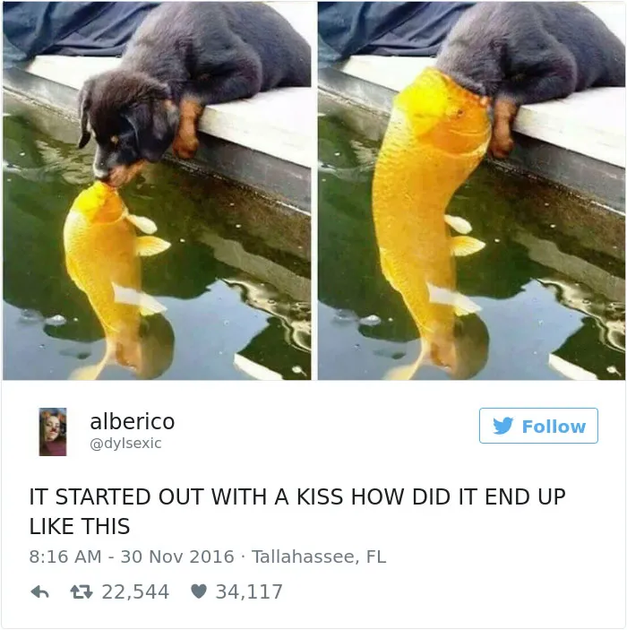 126 Of The Best Dog Tweets Of 2016