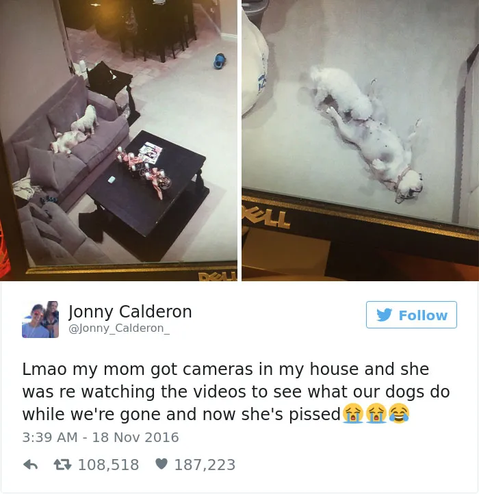 126 Of The Best Dog Tweets Of 2016