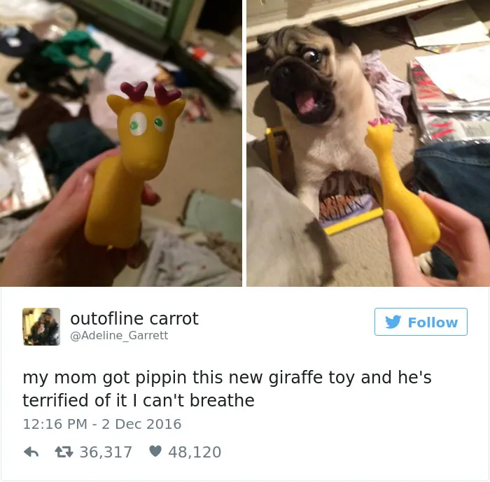 126 Of The Best Dog Tweets Of 2016