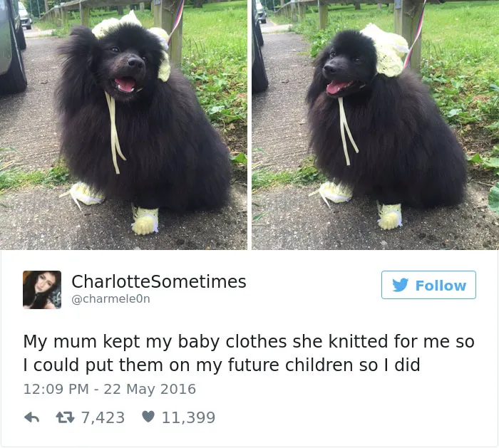 126 Of The Best Dog Tweets Of 2016