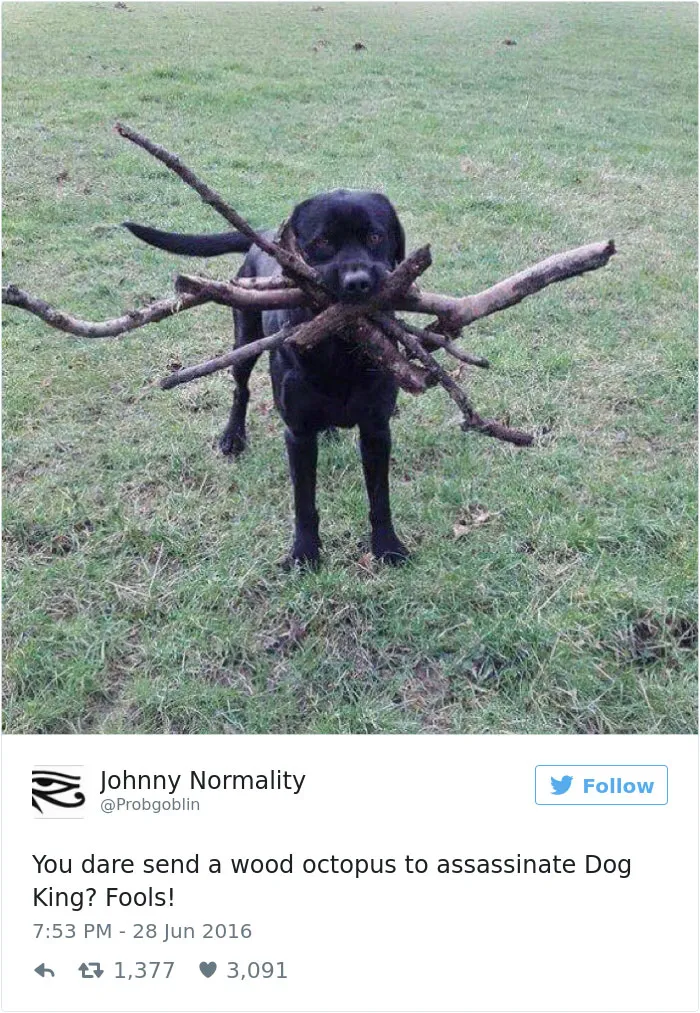 126 Of The Best Dog Tweets Of 2016
