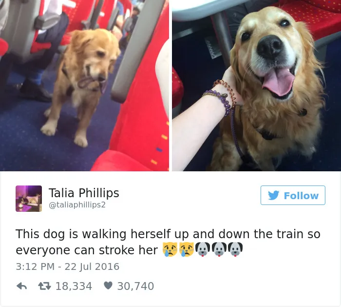 126 Of The Best Dog Tweets Of 2016