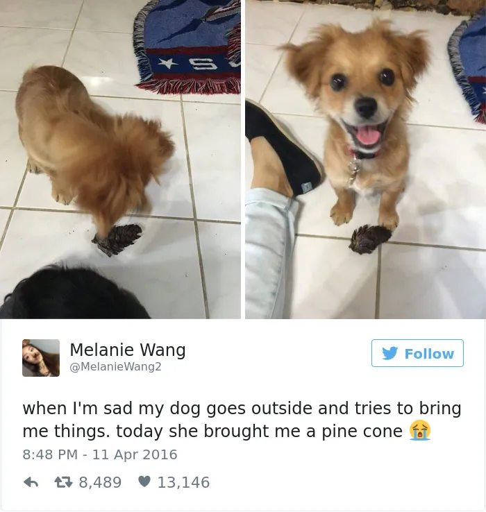 126 Of The Best Dog Tweets Of 2016