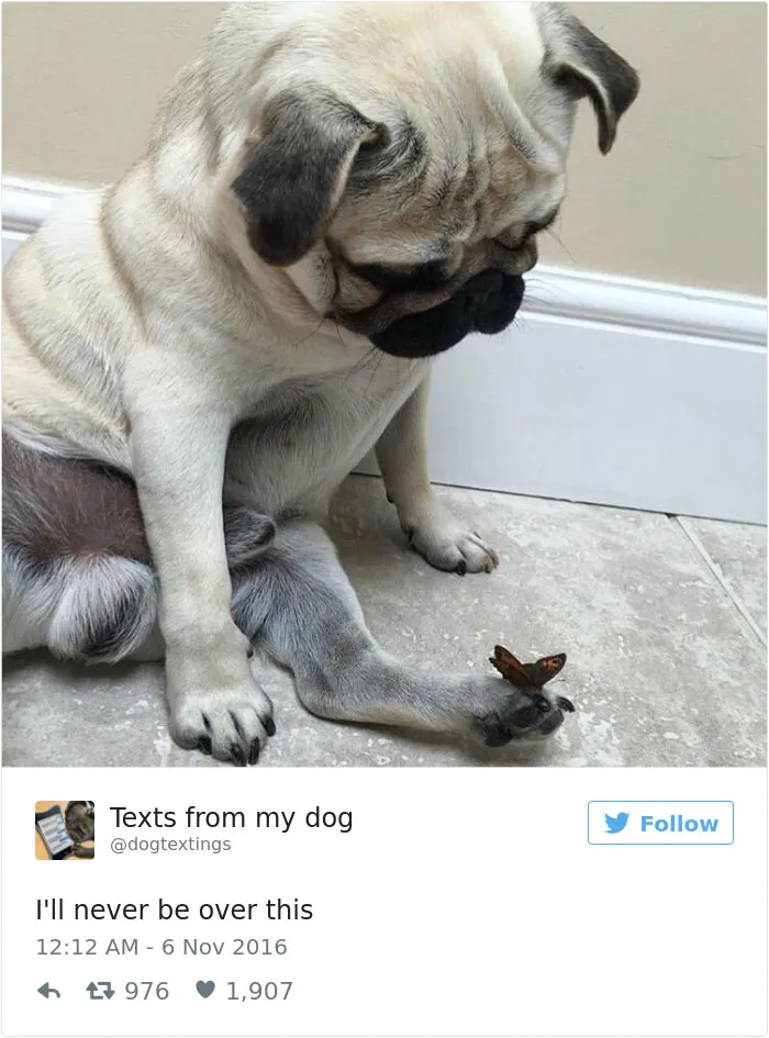126 Of The Best Dog Tweets Of 2016