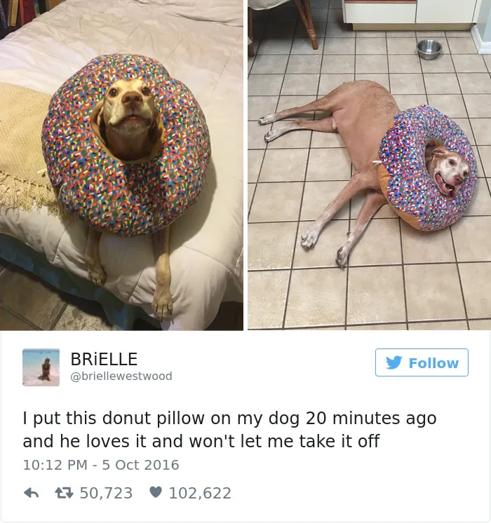 126 Of The Best Dog Tweets Of 2016