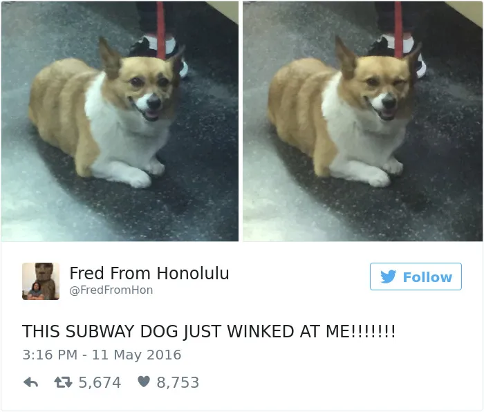 126 Of The Best Dog Tweets Of 2016