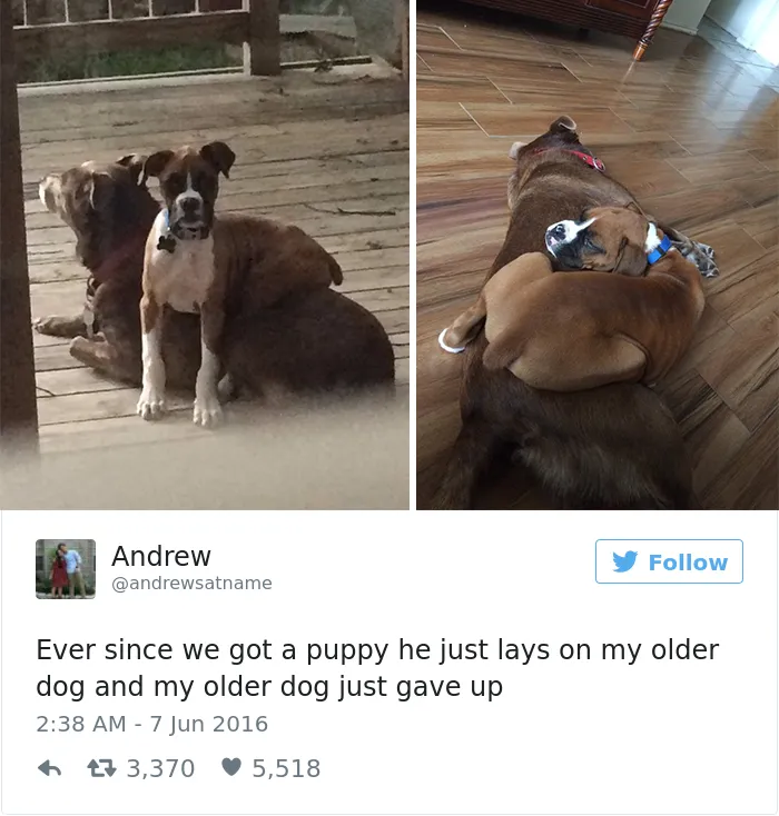 126 Of The Best Dog Tweets Of 2016
