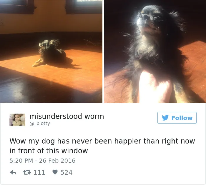 126 Of The Best Dog Tweets Of 2016