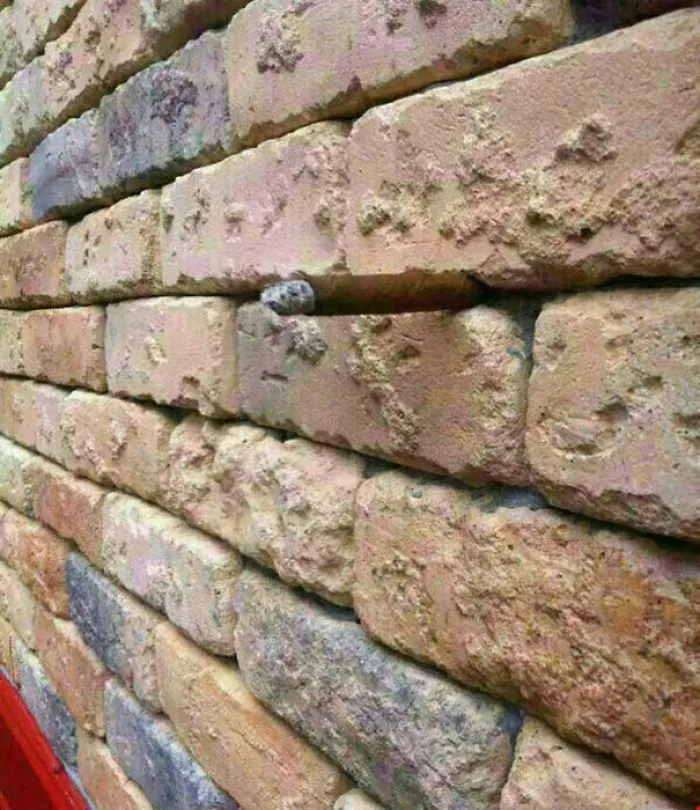 Close-up of a brick wall with an intriguing detail hidden among the bricks.