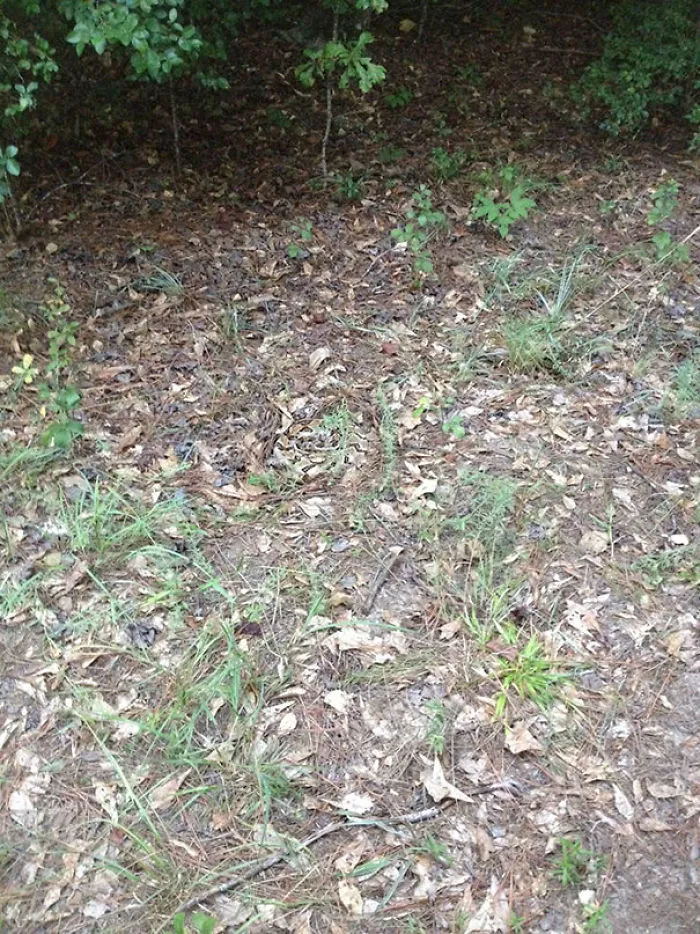 Forest floor with camouflaged snake hidden among leaves; a "when you see it" surprise element.