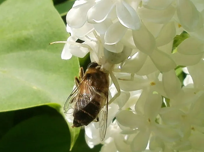 A bee on white flowers with a hidden spider, showcasing a surprising wildlife moment.