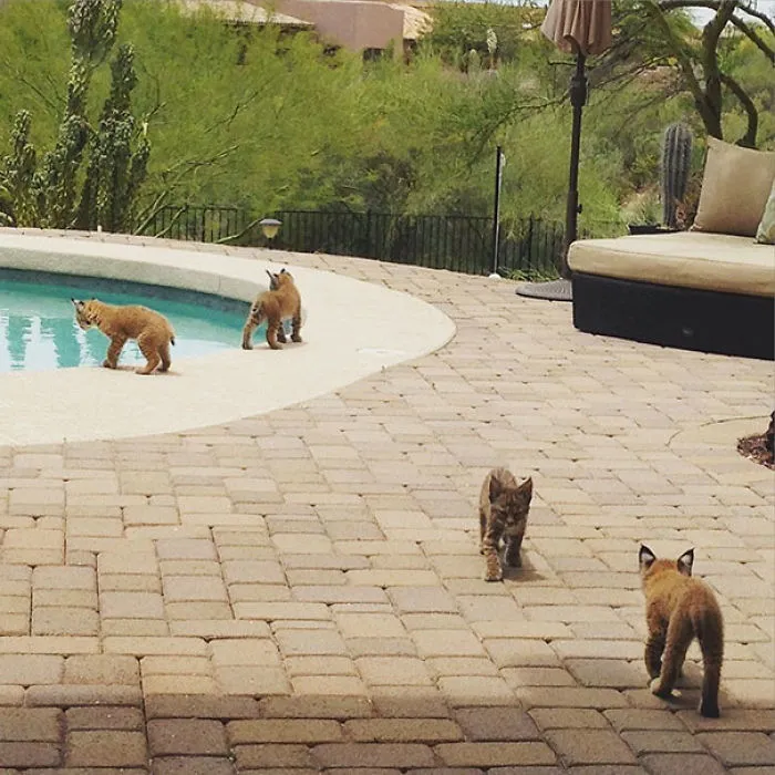 Four bobcat kittens exploring a backyard pool area, creating a surprising wildlife scene.