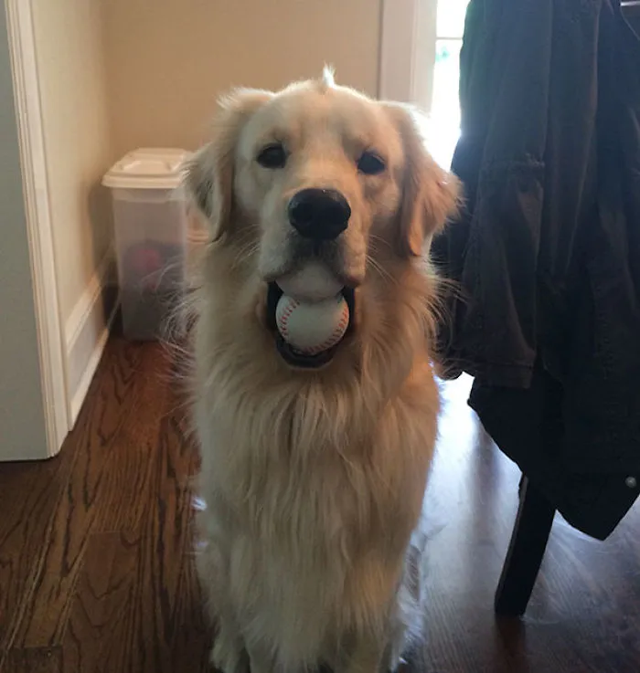Golden retriever standing indoors with a baseball stuck in its mouth, creating a surprising sight.