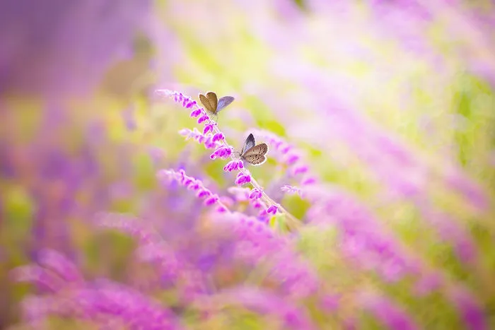 The Colourful Macro World Of Tiny Creatures That I Capture In Indonesia