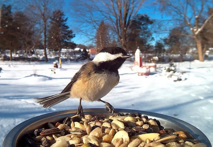 Woman Feeds Birds To Capture Stunning Close-Up Pics While They Eat
