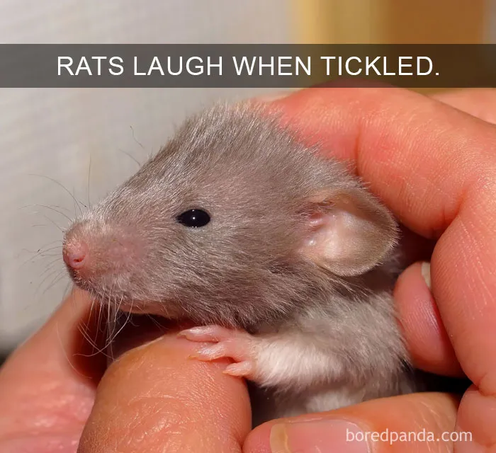 50 Of The Happiest Facts Ever That'll Make Your Day