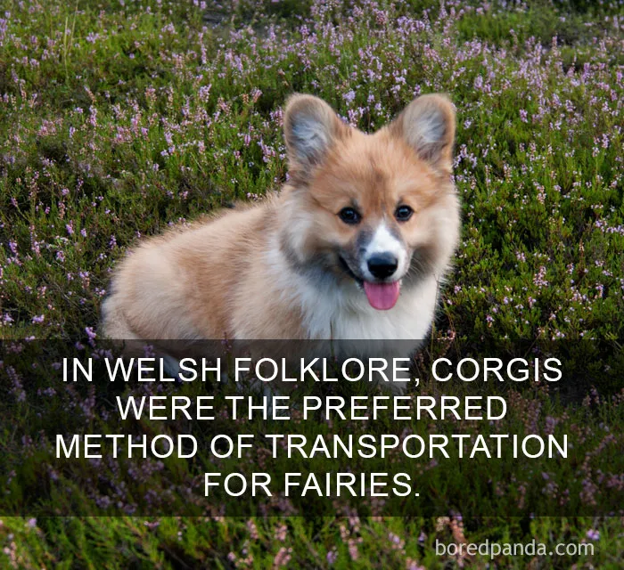 50 Of The Happiest Facts Ever That'll Make Your Day