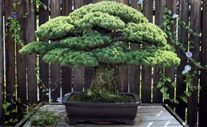391-Year-Old Bonsai Tree Planted In 1625 Has Survived Hiroshima And Keeps On Growing