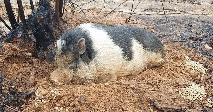 Family Devastated After Finding Their Home Destroyed By Wildfire, But Then See Their Pet Pig Waiting For Them