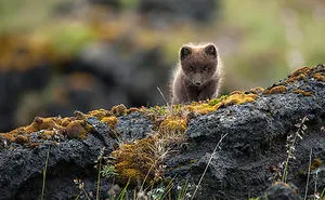 228 Iceland Photos You Won't Believe Are From This Planet