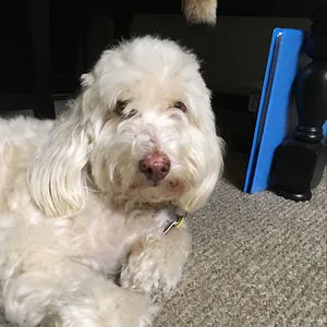 Isabelle