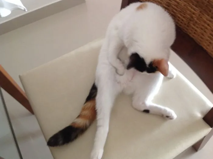 The Most Awkward Cats Positions