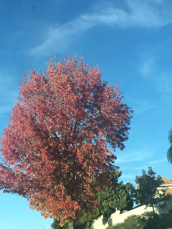 Oceanside California