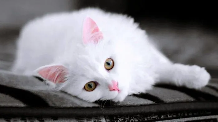 Just A Few Beautiful White Cats To Make Your Day!