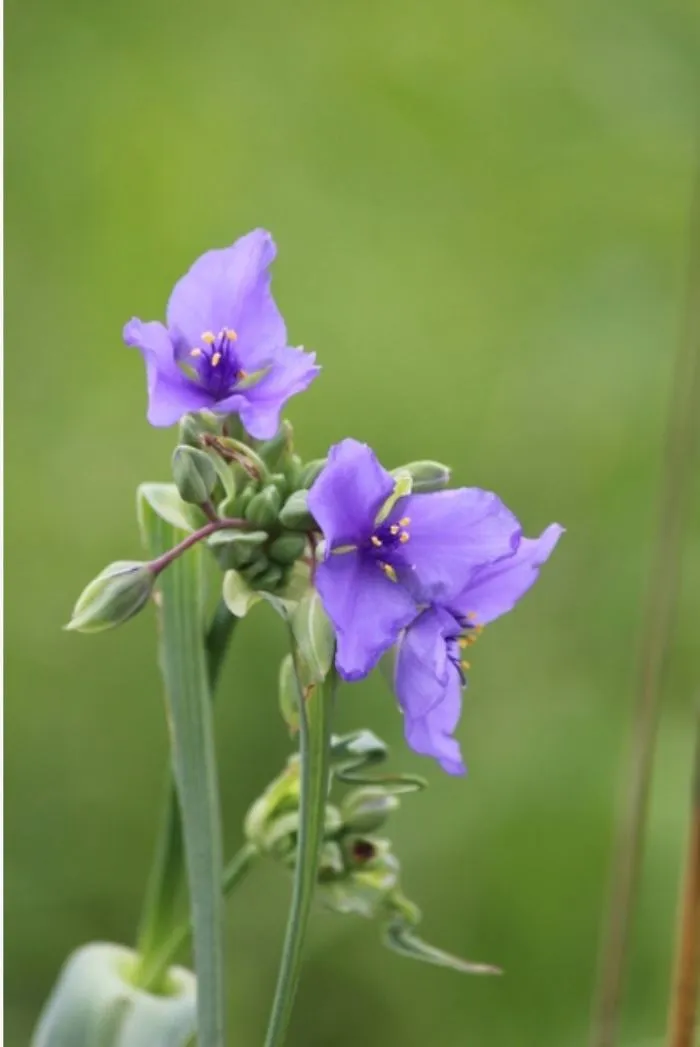 Purple Flowers