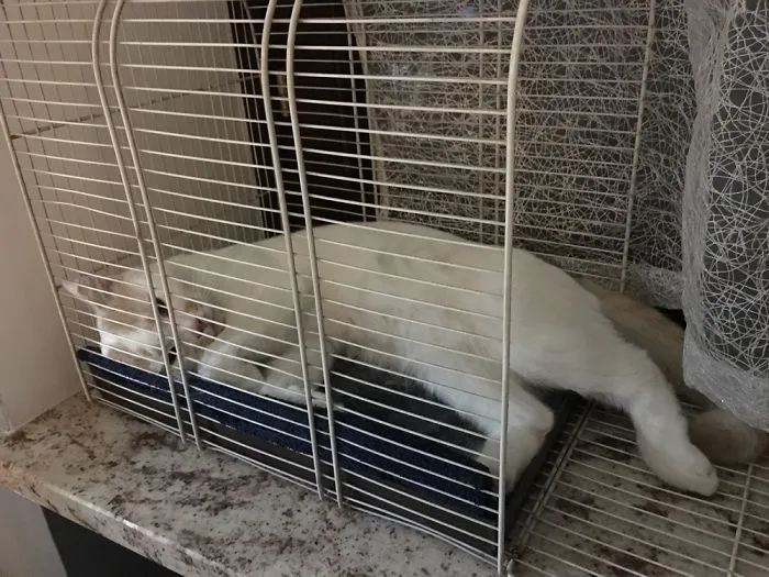 Cat Goes To Sleep In His Cage