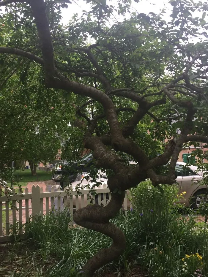 5 Fascinating Trees