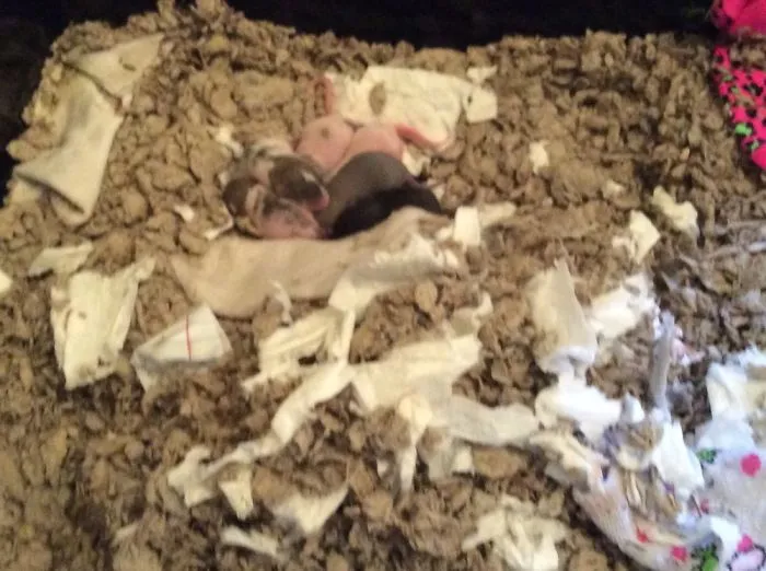 Baby Rats