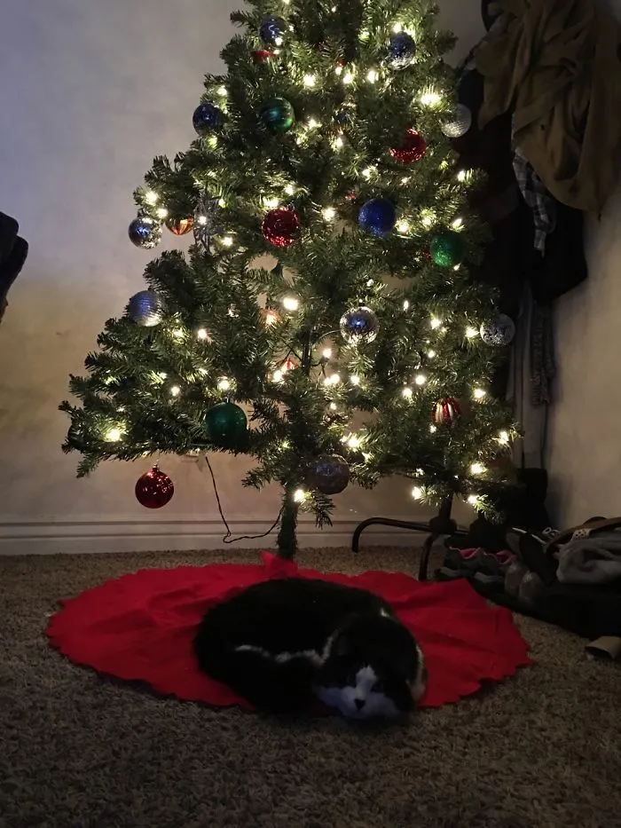 Merry Christmas From Sylvester