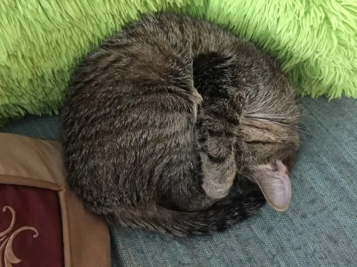 Ball O Tabby